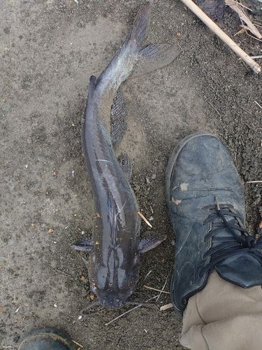 アメリカナマズの釣果