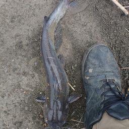 アメリカナマズ