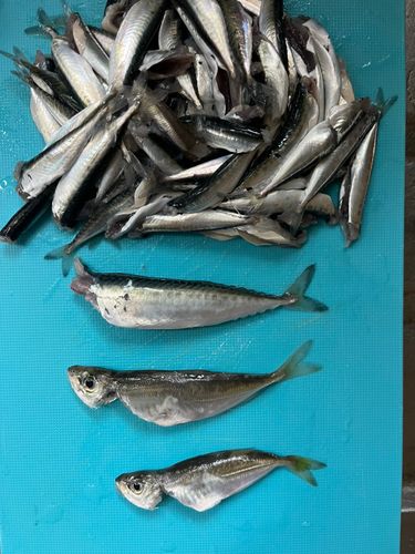 アジの釣果