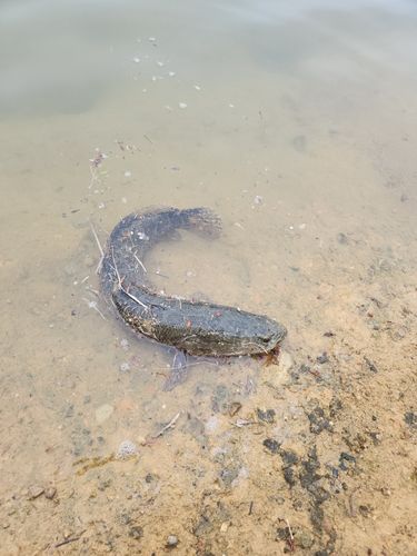 ライギョの釣果