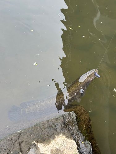 ライギョの釣果