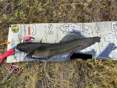 マナマズの釣果