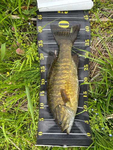 スモールマウスバス