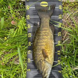 スモールマウスバス