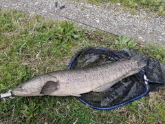 ライギョの釣果