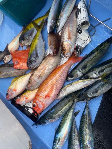 ハチジョウアカムツの釣果