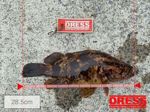 タケノコメバルの釣果