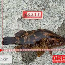 タケノコメバル