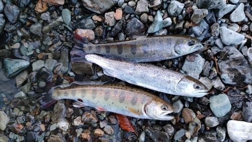 アマゴの釣果