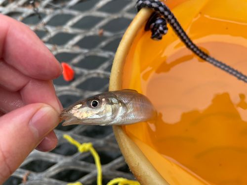 シロギスの釣果