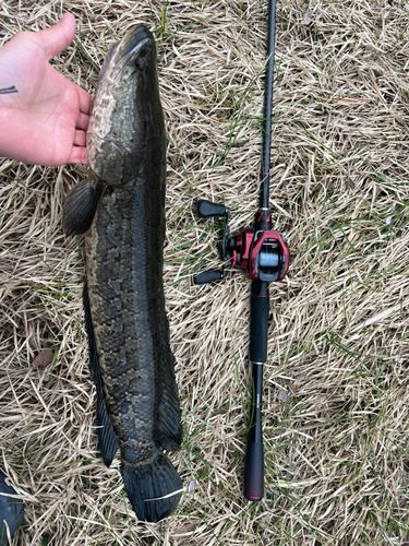 ライギョの釣果