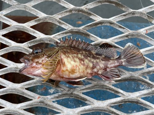カサゴの釣果
