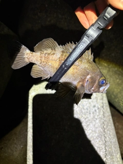 シロメバルの釣果