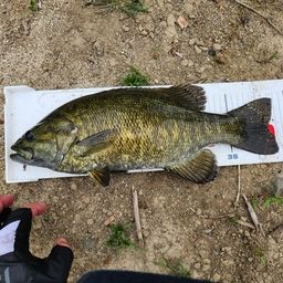 スモールマウスバス