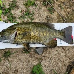 スモールマウスバス