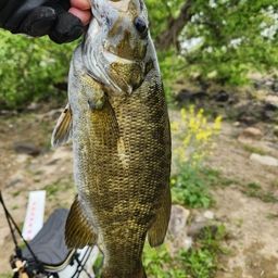 スモールマウスバス