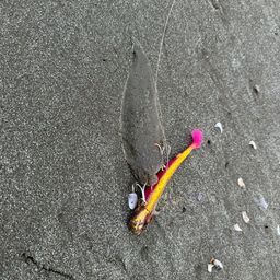 シタビラメ