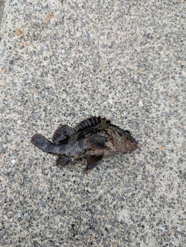 タケノコメバルの釣果