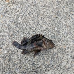 タケノコメバル