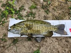 スモールマウスバスの釣果