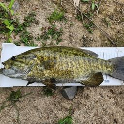 スモールマウスバス