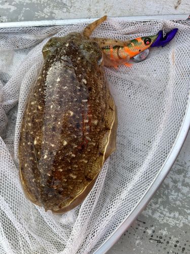 コウイカの釣果
