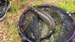 ライギョの釣果