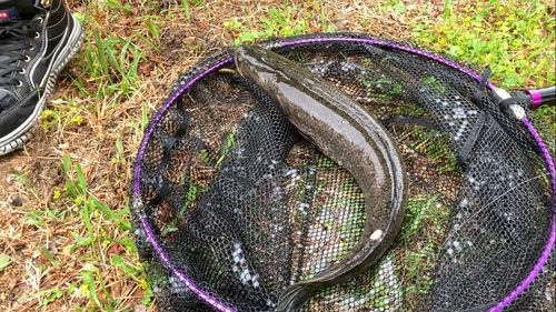 ライギョの釣果