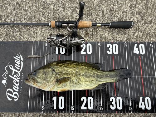 ラージマウスバスの釣果