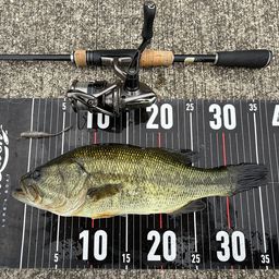 ラージマウスバス