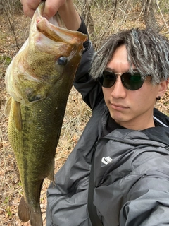 ラージマウスバスの釣果