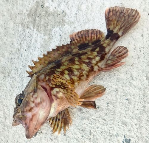 カサゴ