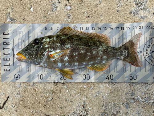 ムネアカクチビ