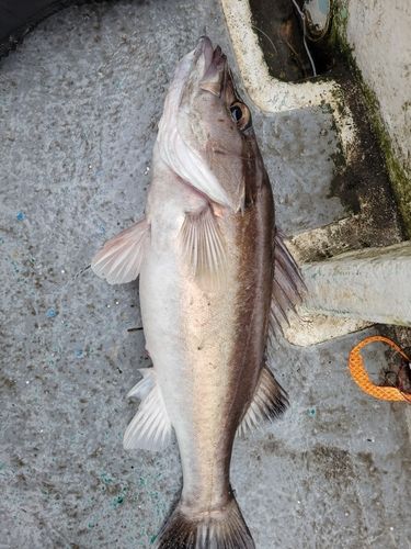 アラの釣果