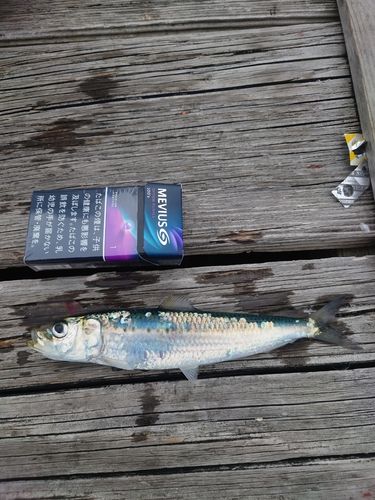 イワシの釣果