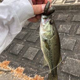 ラージマウスバス