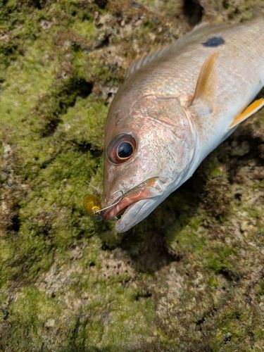 ヤマトビーの釣果