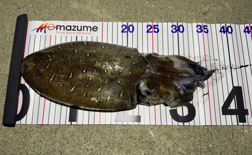 コウイカの釣果