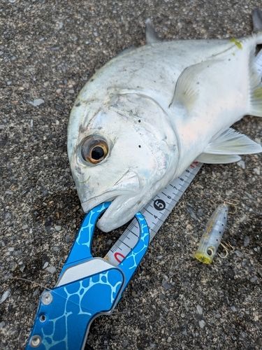 オニヒラアジの釣果