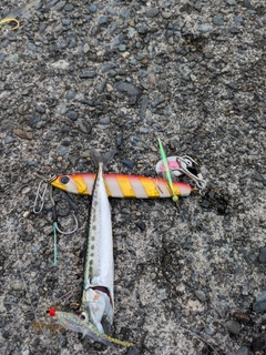 ゴマサバの釣果