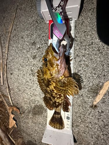 カサゴの釣果