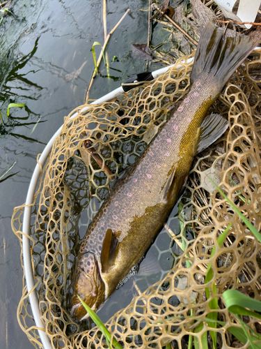 ブラウントラウトの釣果