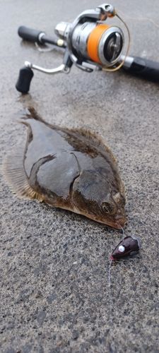 マガレイの釣果