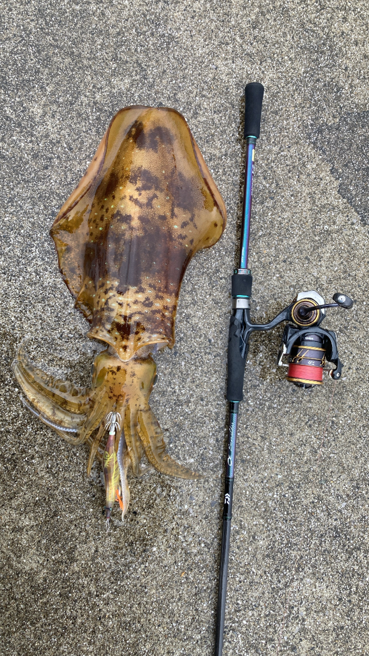 DAIWA 21カルディア FC LT2500Sの最安値・インプレ・釣果 | 本音