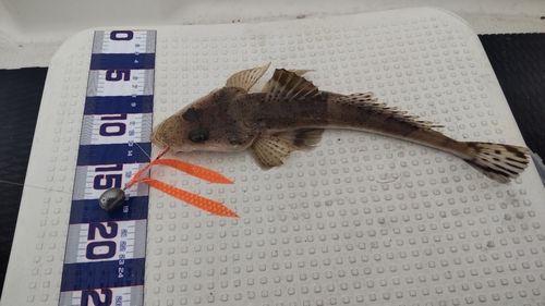 ワニゴチの釣果
