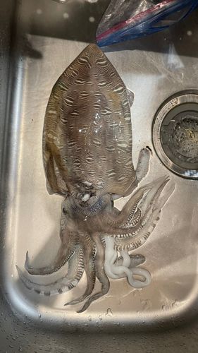 モンゴウイカの釣果