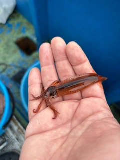 マイカの釣果