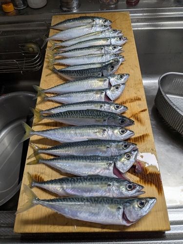 サバの釣果