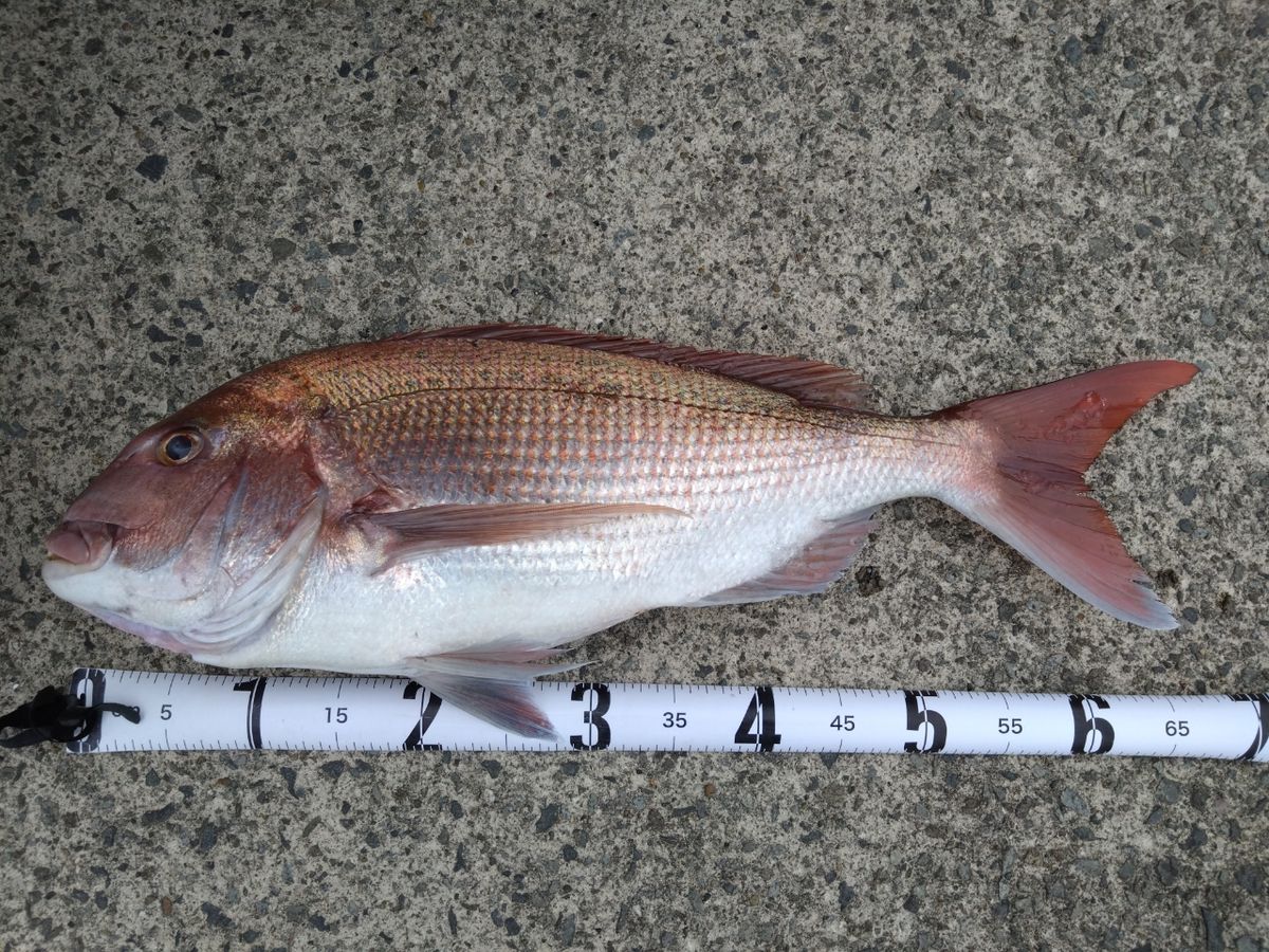 山男さんの釣果 1枚目の画像