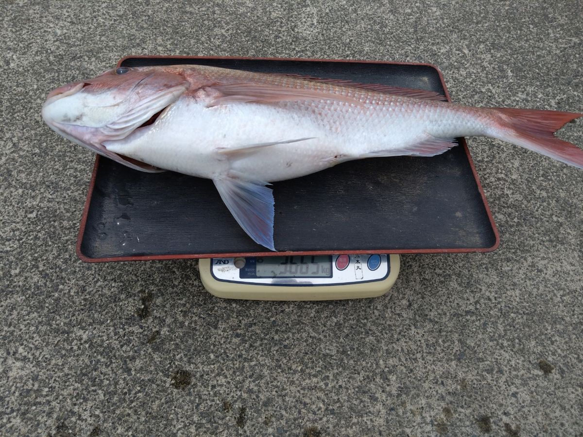 山男さんの釣果 2枚目の画像
